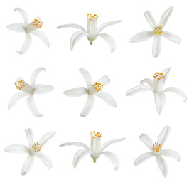 Set of beautiful blooming citrus flowers on white background