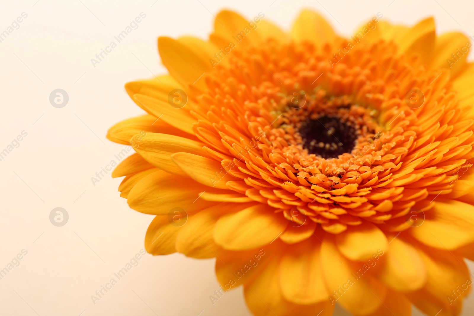 Photo of Beautiful yellow gerbera flower on beige background, closeup