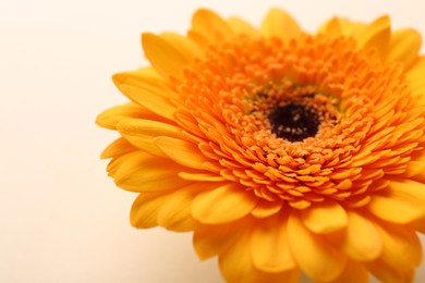 Photo of Beautiful yellow gerbera flower on beige background, closeup