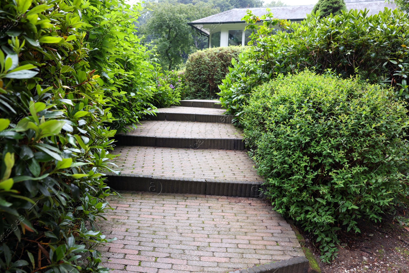 Photo of Lovely garden with green shrubbery and paved stairs. Landscape design