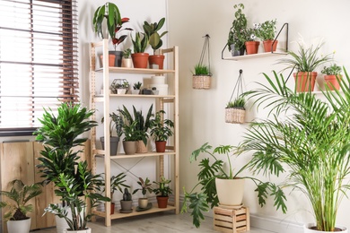 Stylish room interior with different home plants