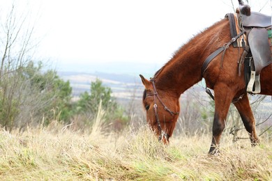 Photo of Adorable chestnut horse grazing outdoors, space for text. Lovely domesticated pet