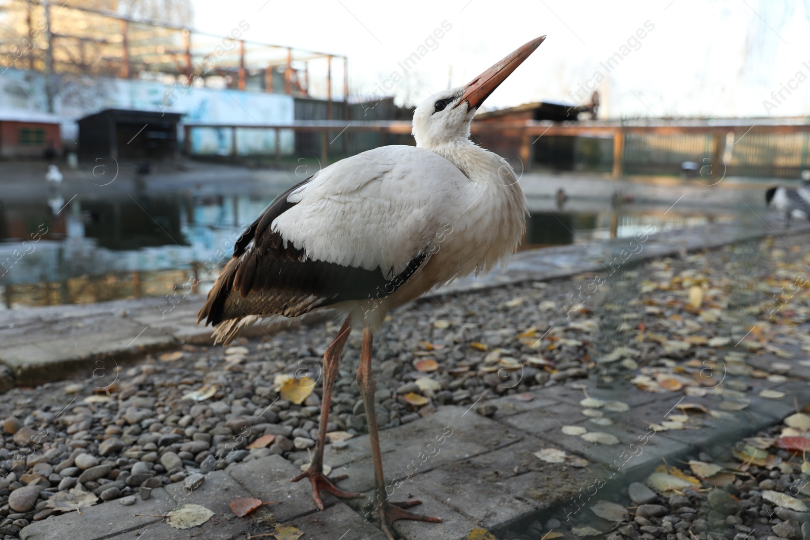 Photo of Beautiful white stork inside of aviary in zoo