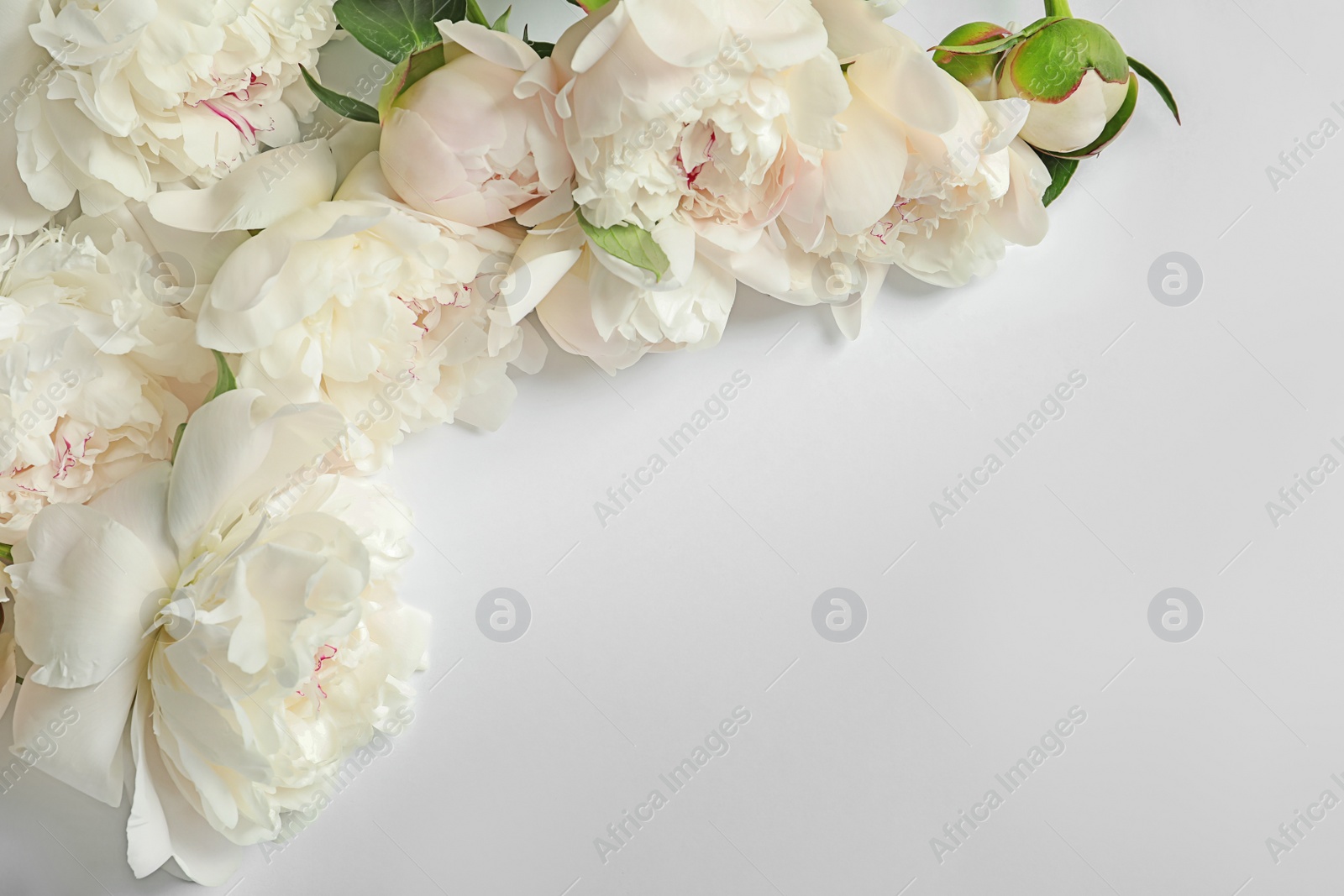 Photo of Beautiful blooming peony flowers on white background, top view