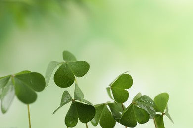 Photo of Clover leaves with water drops on blurred background, closeup. St. Patrick's Day symbol