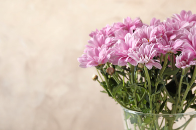 Photo of Beautiful pink chrysanthemum flowers in glass vase on beige background. Space for text