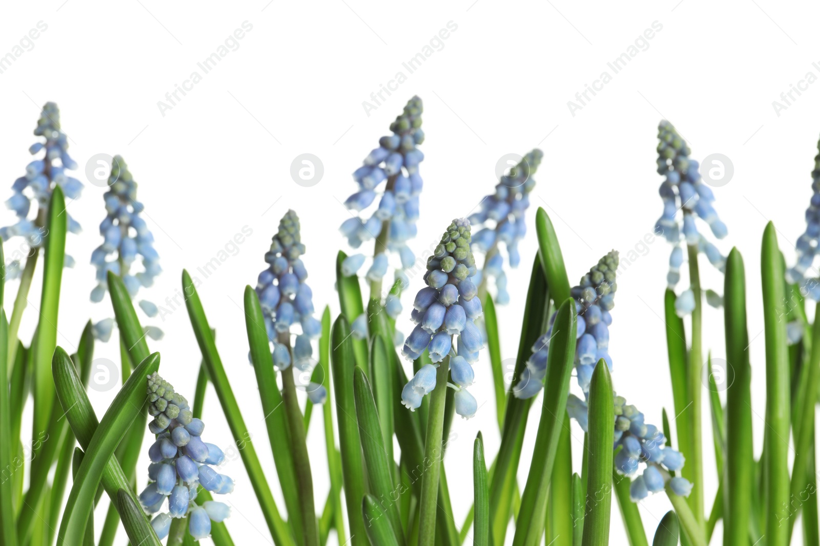 Photo of Beautiful spring muscari flowers on white background