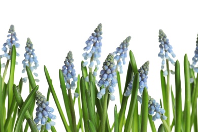 Photo of Beautiful spring muscari flowers on white background