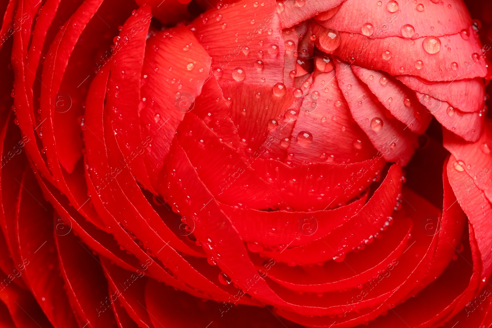 Photo of Closeup view of beautiful ranunculus flower with water drops