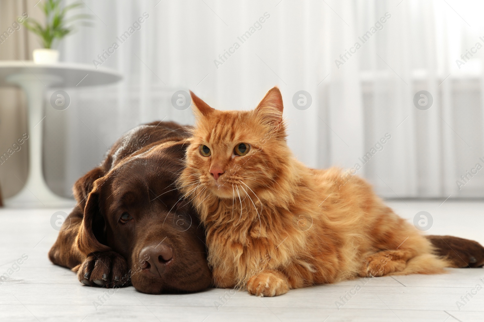 Photo of Cat and dog together on floor indoors. Fluffy friends