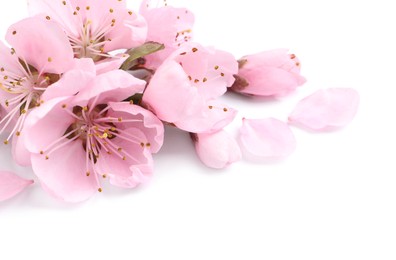 Photo of Beautiful sakura tree flowers on white background