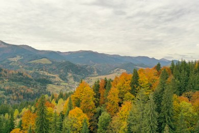 Aerial view of beautiful mountain forest on autumn day