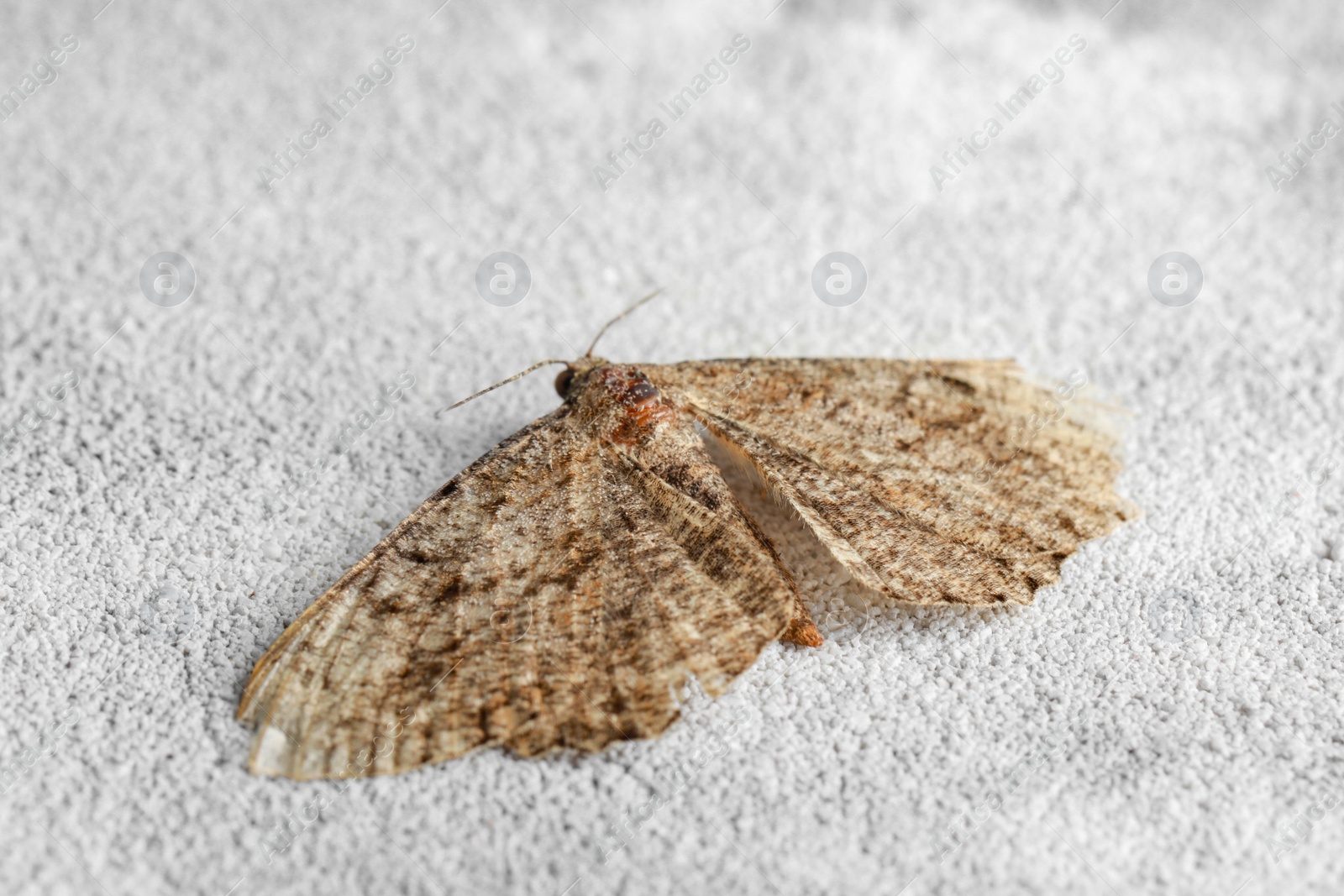 Photo of Alcis repandata moth on light textured background, closeup