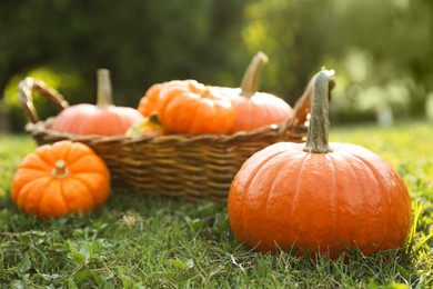 Photo of Fresh ripe orange pumpkins on green grass, space for text