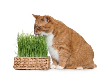 Photo of Cute ginger cat and potted green grass on white background