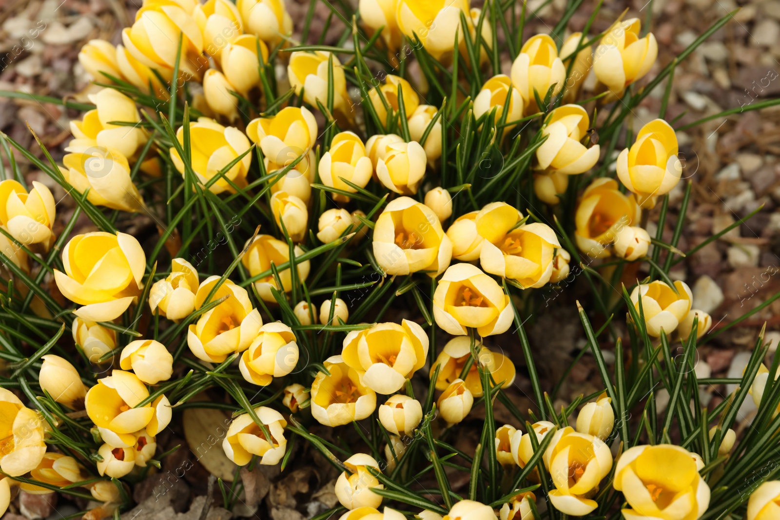 Photo of Beautiful yellow crocus flowers growing in garden, top view