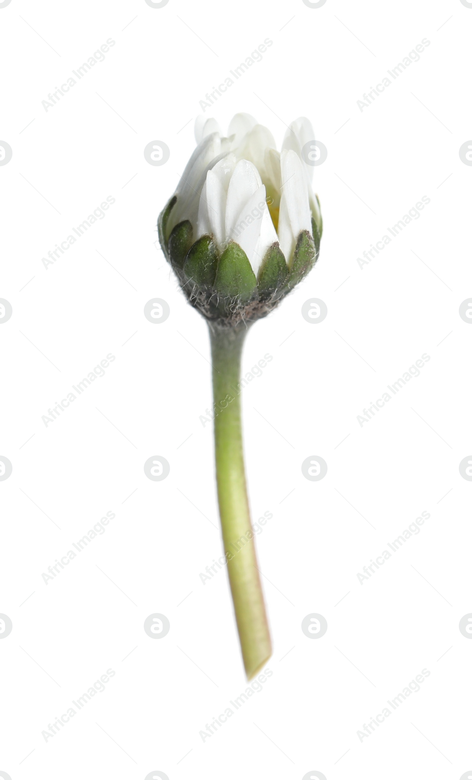 Photo of Beautiful bellis perennis (daisy) flower isolated on white