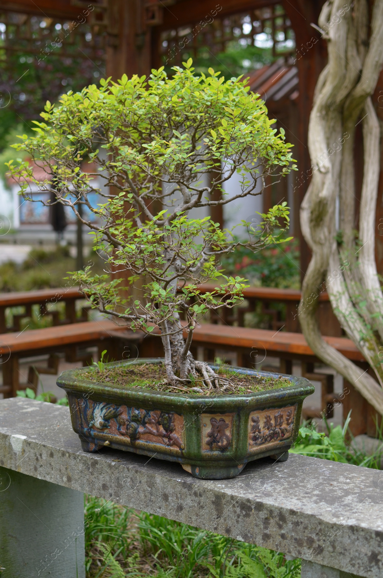 Photo of Beautiful Bonsai tree on stone surface in park
