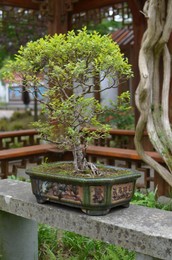 Beautiful Bonsai tree on stone surface in park