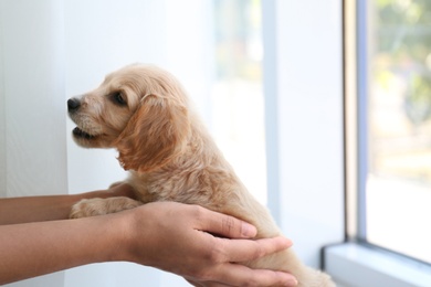 Photo of Cute English Cocker Spaniel puppy with owner near window indoors