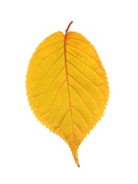 Photo of Beautiful autumn leaf on white background. Fall foliage