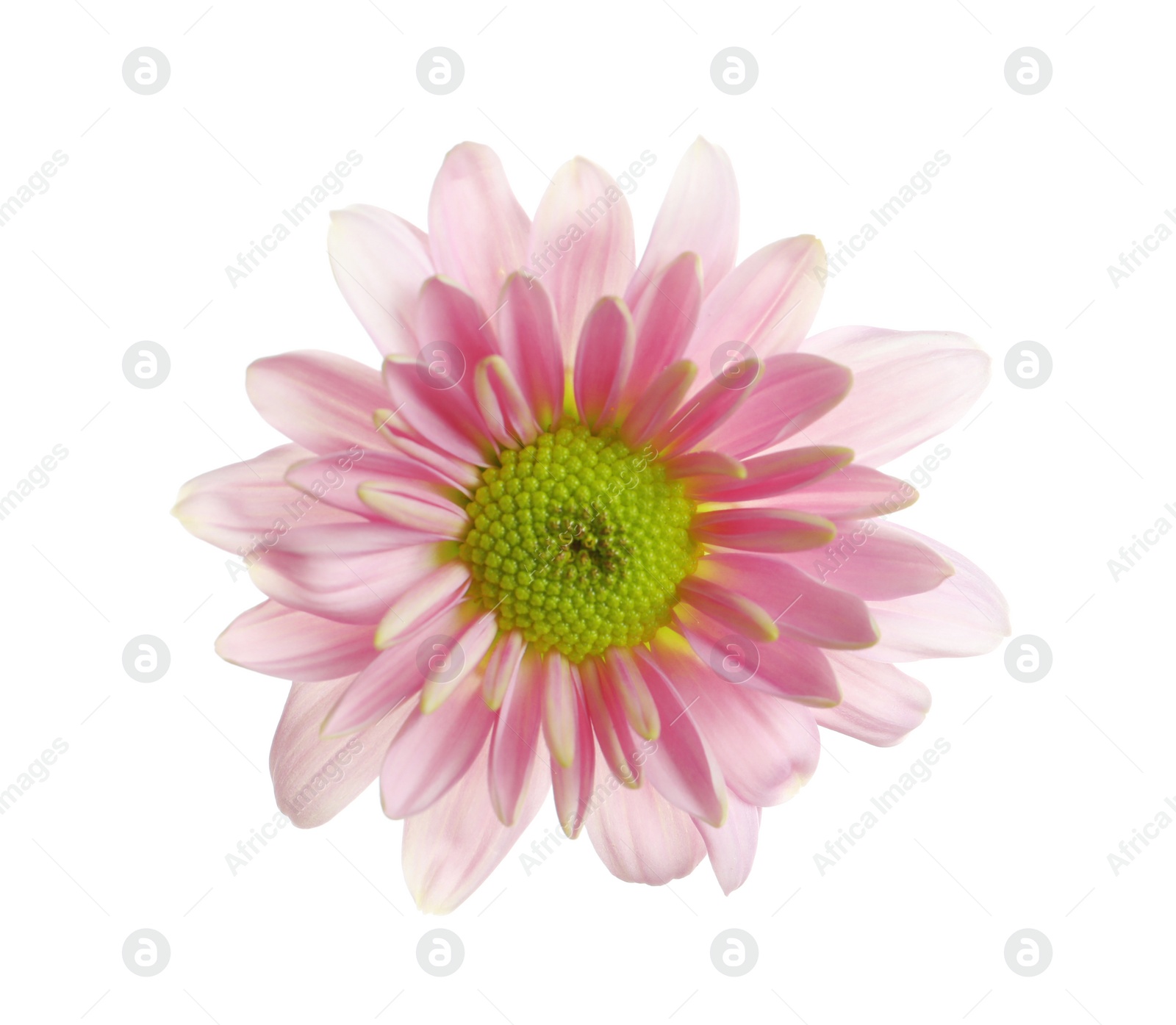 Photo of Beautiful and delicate chamomile flower on white background