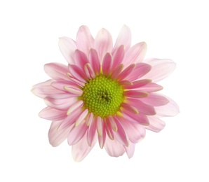 Beautiful and delicate chamomile flower on white background