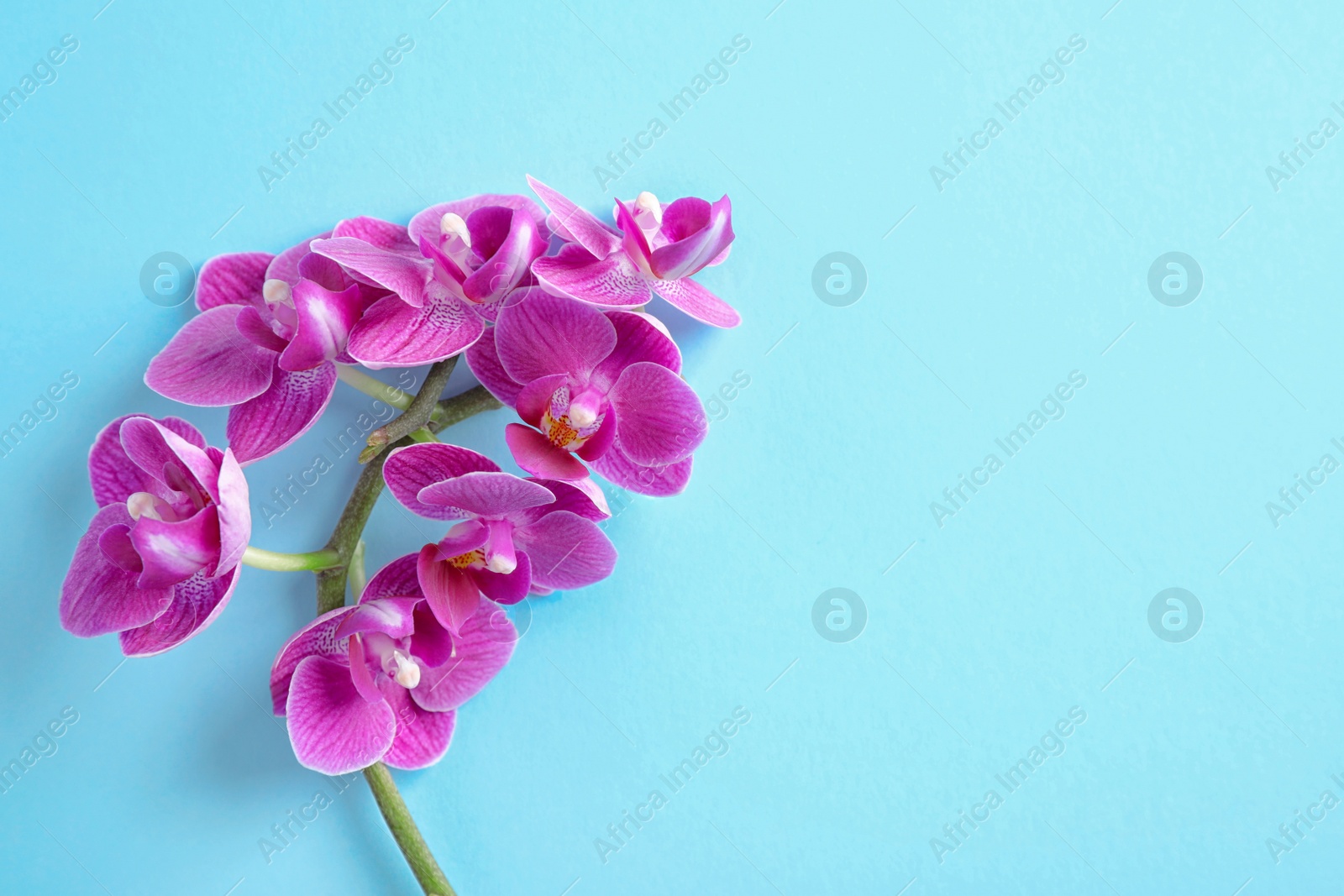 Photo of Orchid branch with beautiful flowers on light blue background, top view. Space for text