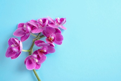 Orchid branch with beautiful flowers on light blue background, top view. Space for text