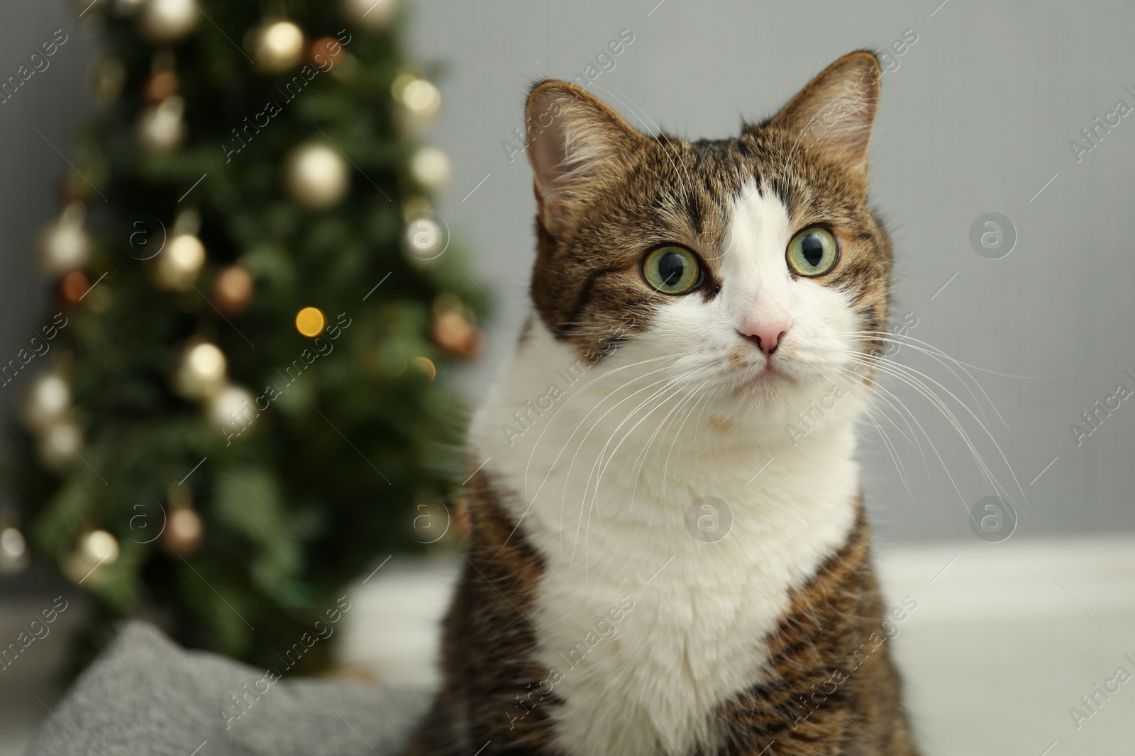 Photo of Cute cat at home, closeup. Lovely pet