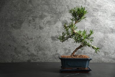 Photo of Japanese bonsai plant on black stone table, space for text. Creating zen atmosphere at home