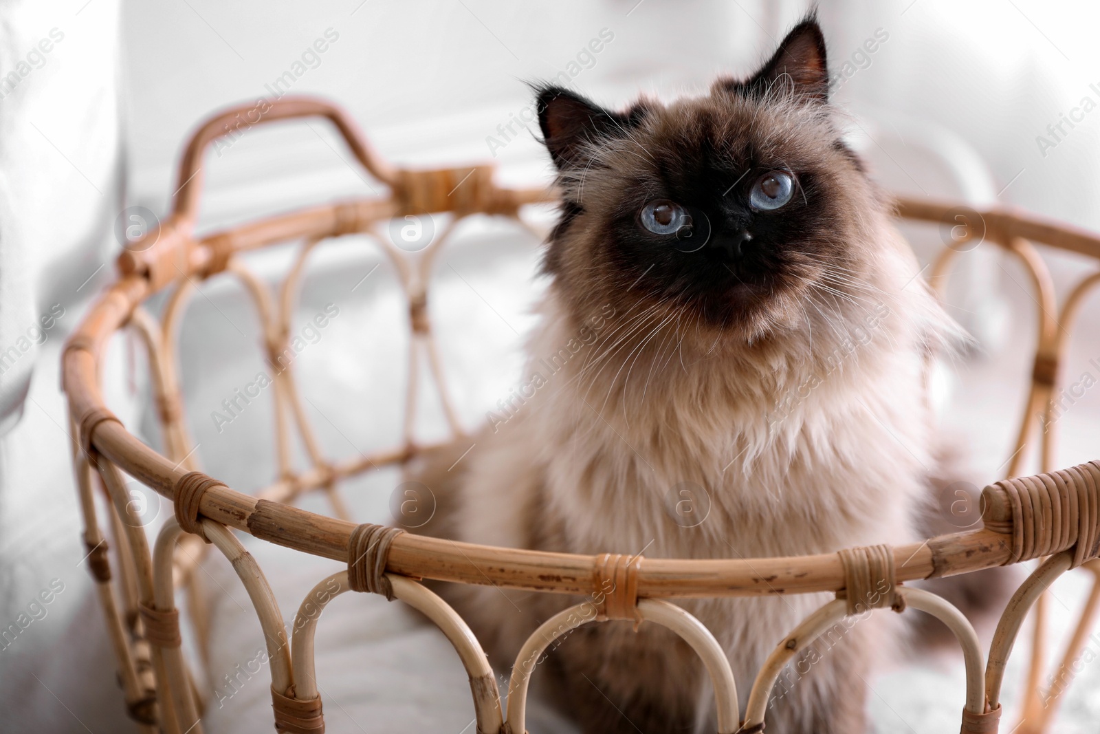 Photo of Cute Balinese cat in basket at home. Fluffy pet