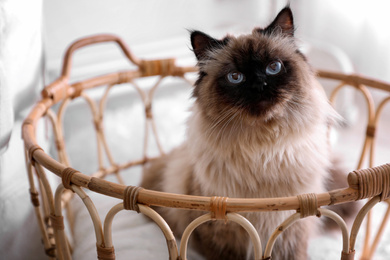 Photo of Cute Balinese cat in basket at home. Fluffy pet