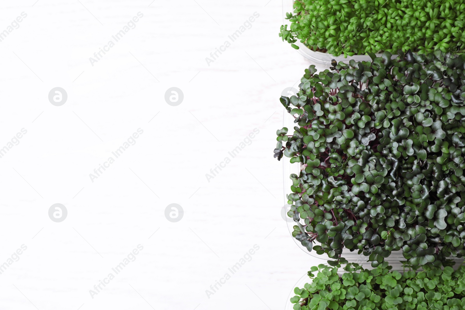 Photo of Fresh organic microgreens on white background, top view. Space for text