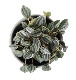 Beautiful peperomia plant in pot on white background, top view. House decor