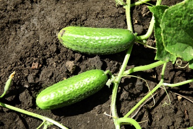 Green plant with ripe cucumbers in garden on sunny day