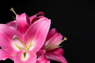 Beautiful pink lily flowers on black background, closeup. Space for text