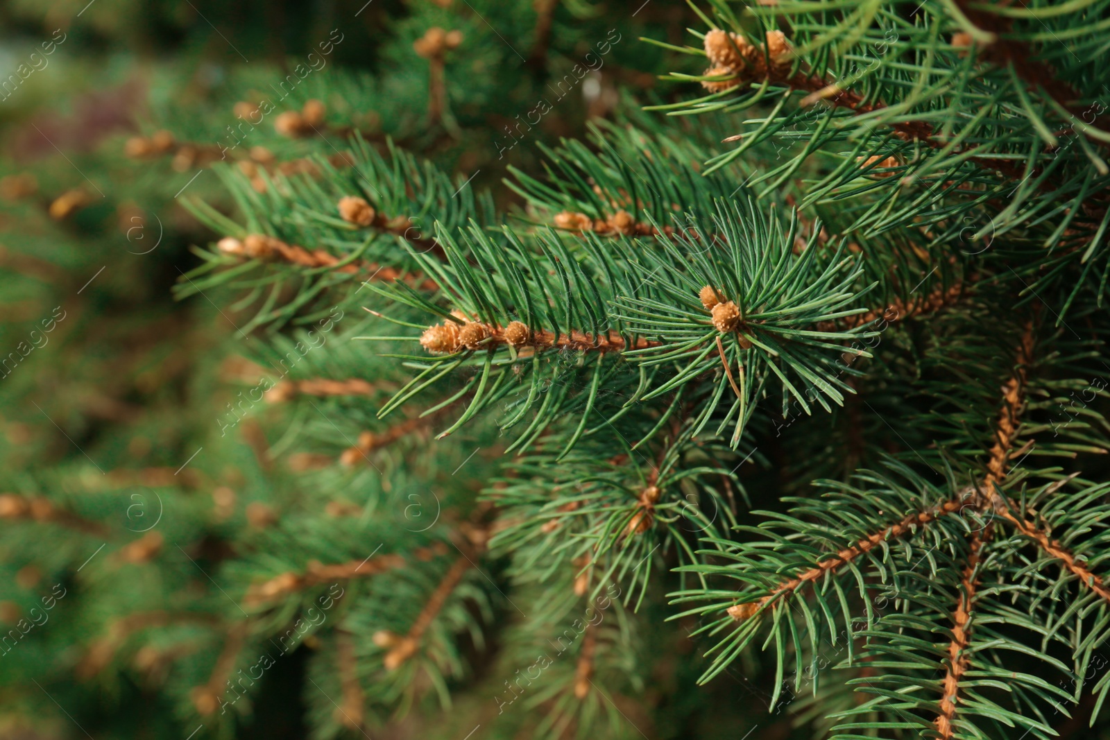 Photo of Beautiful branches of coniferous tree, closeup view