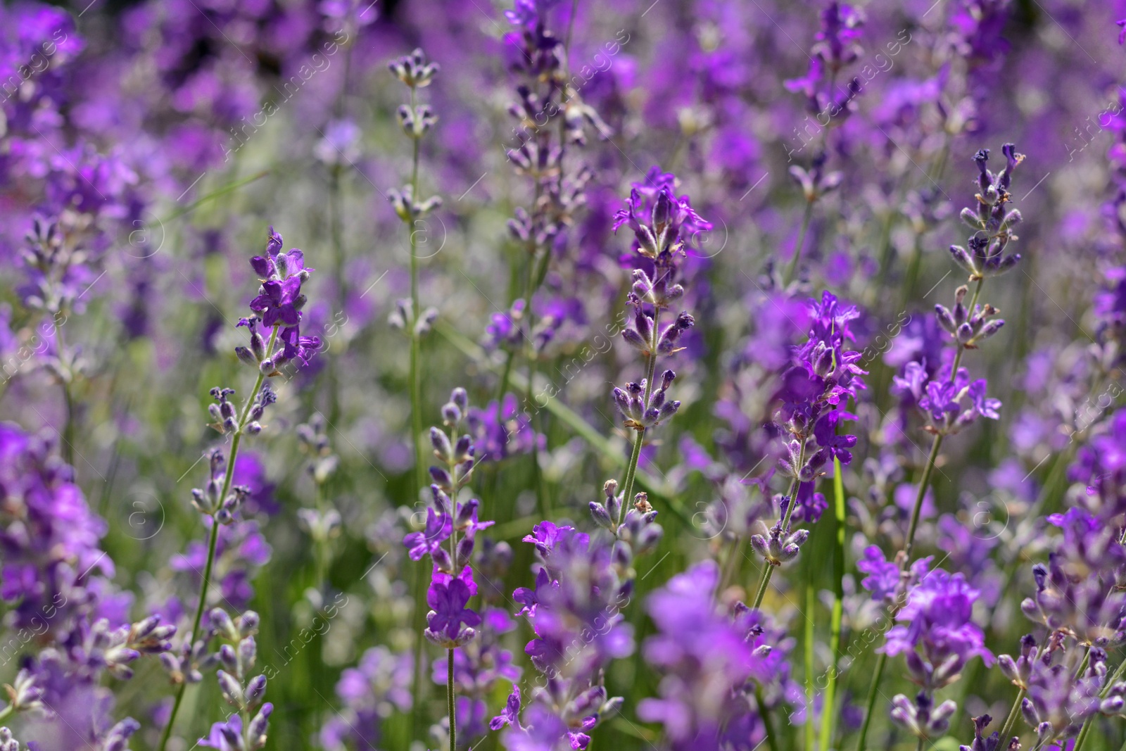 Photo of Bee on beautiful blooming lavender in field, closeup