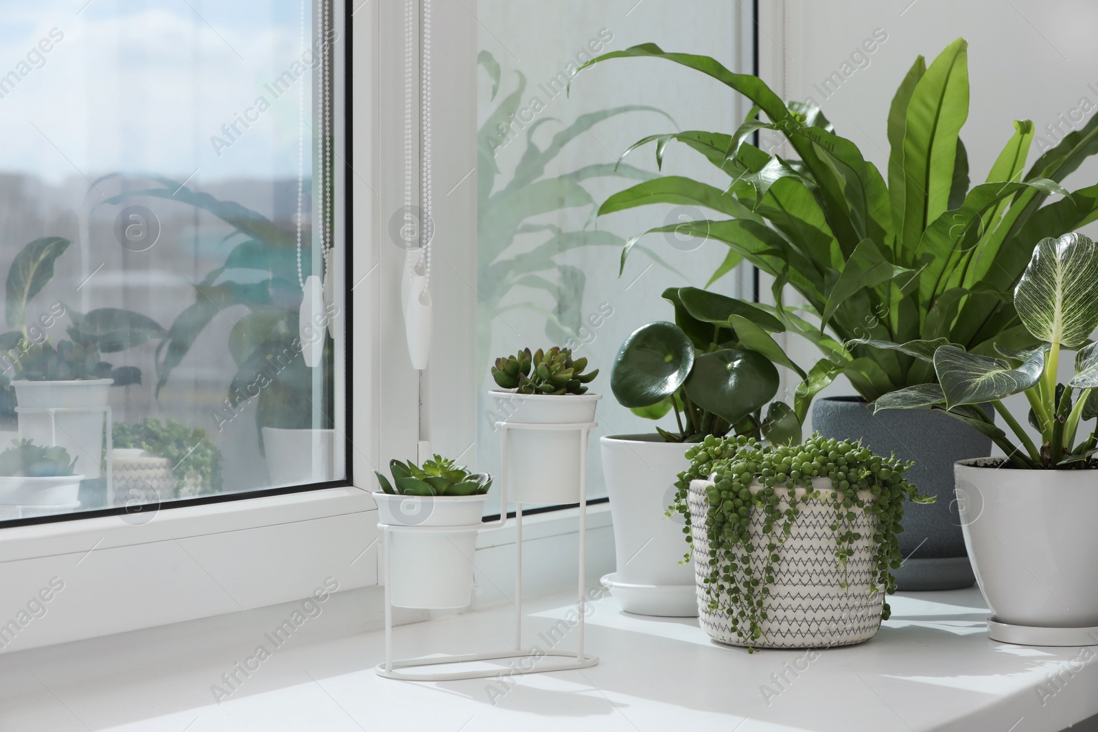 Photo of Many beautiful potted houseplants on windowsill indoors