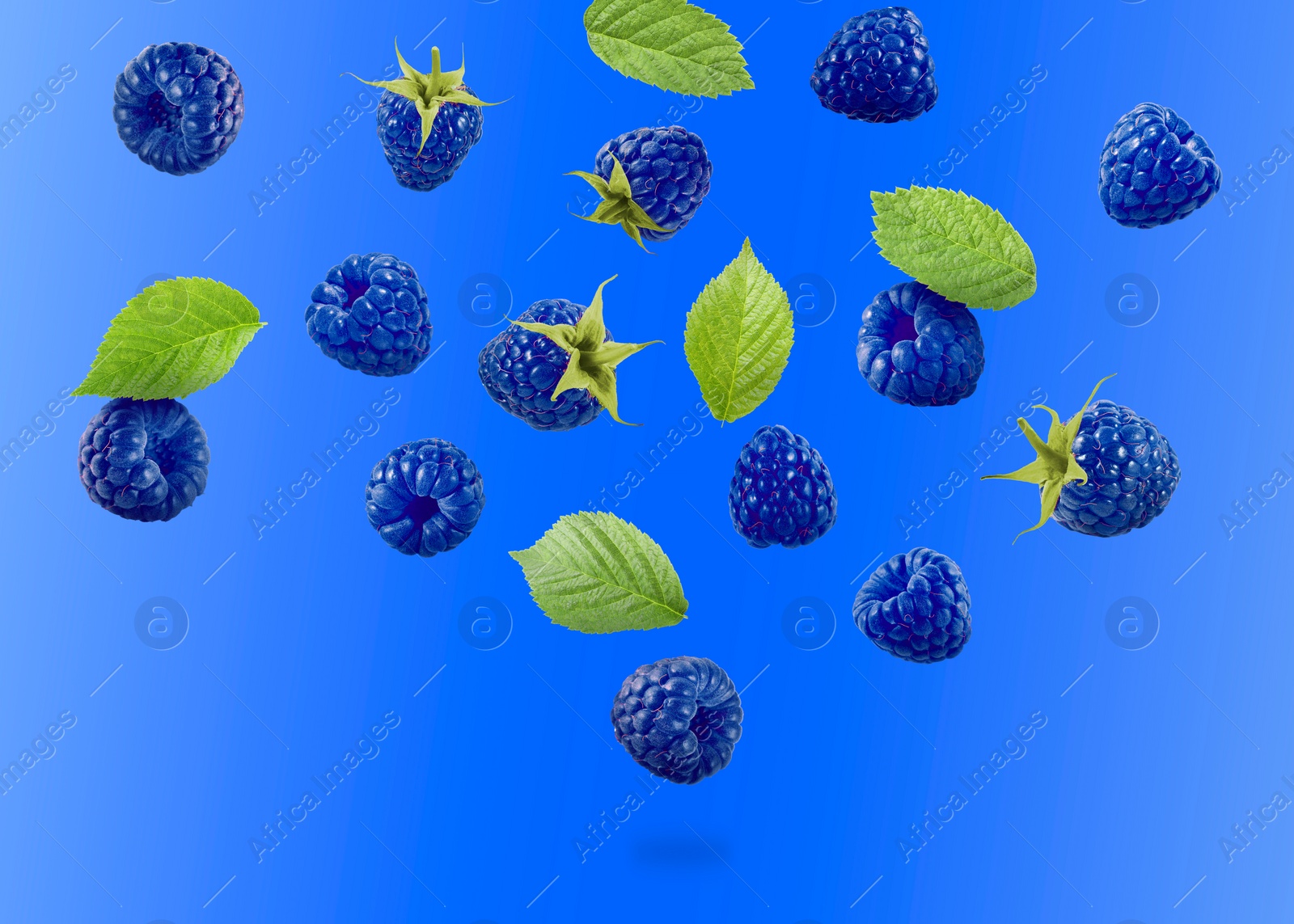 Image of Many fresh blue raspberries and green leaves falling on blue background