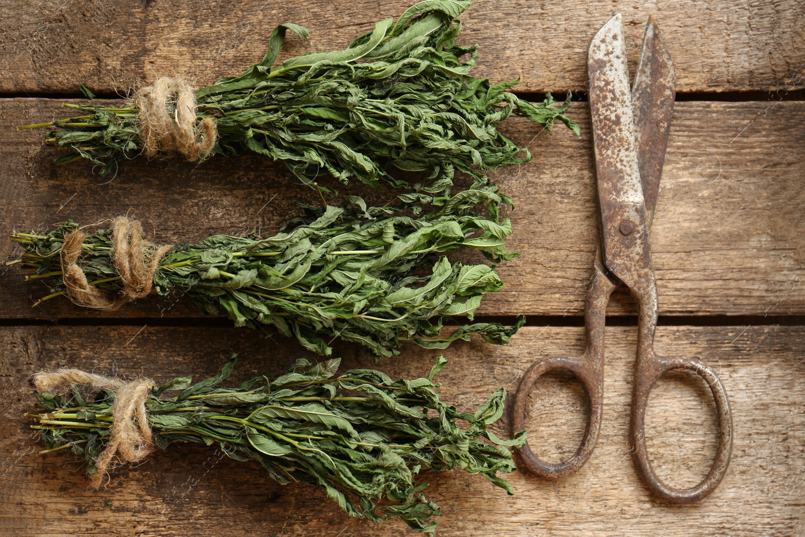 Photo of Bunches of wilted mint and old scissors on wooden table, flat lay