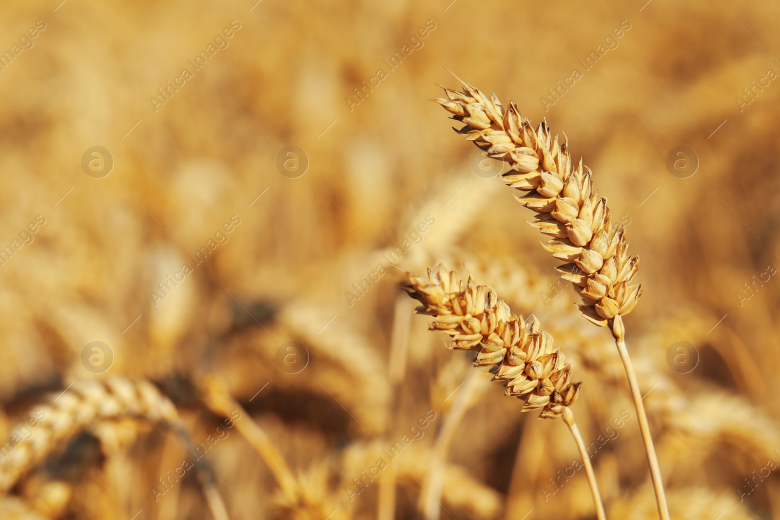 Photo of Ears of wheat in field, closeup. Space for text