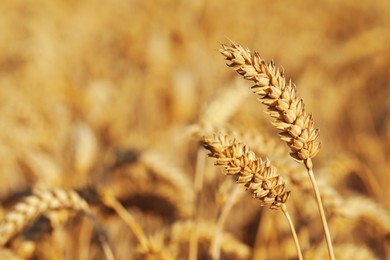 Ears of wheat in field, closeup. Space for text