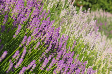 Beautiful blooming lavender plants in field on sunny day, closeup