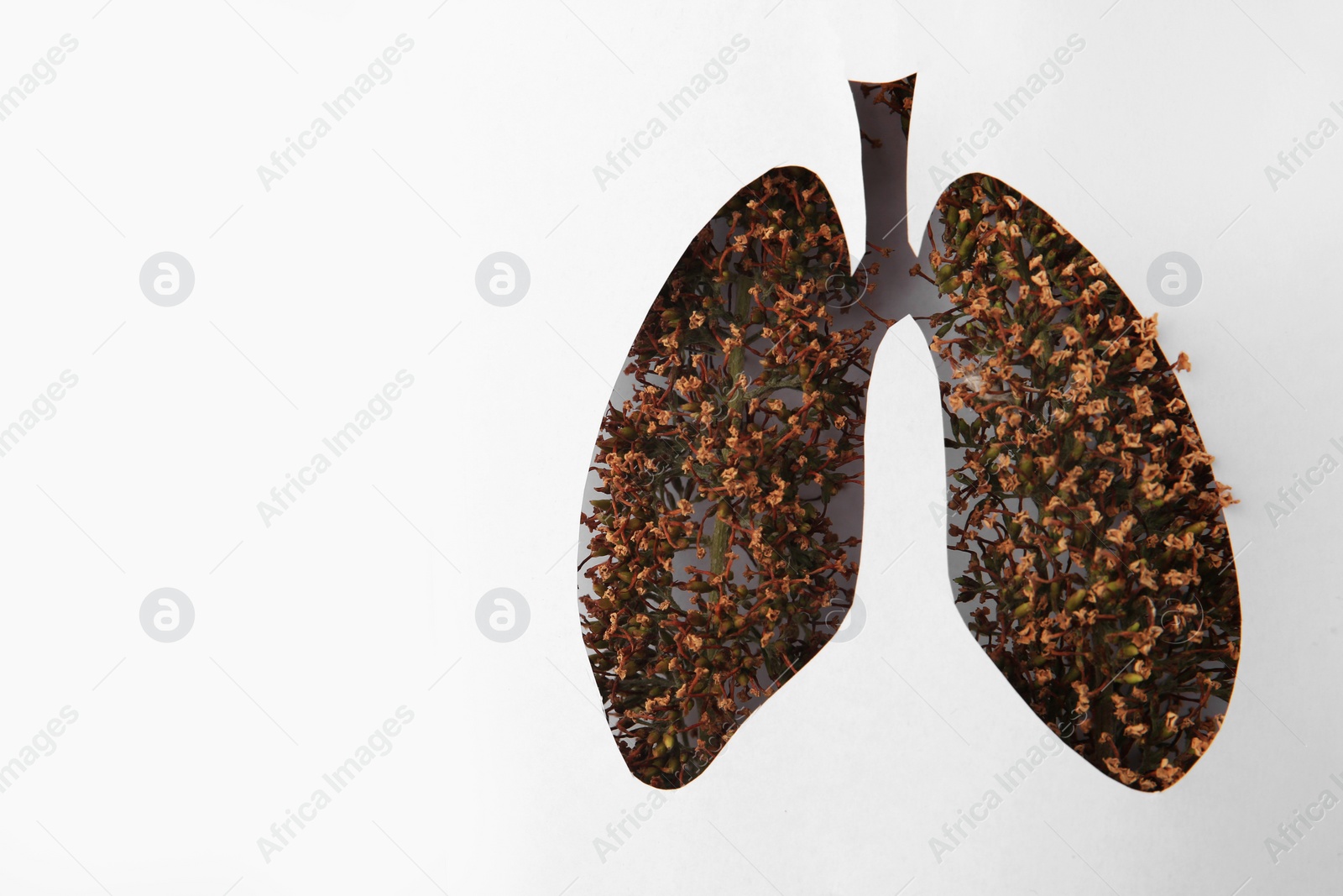 Photo of Human lungs shape hole in white paper with dry flowers, top view. Space for text