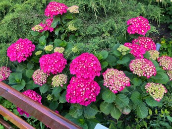 Hortensia plant with beautiful flowers growing outdoors, closeup