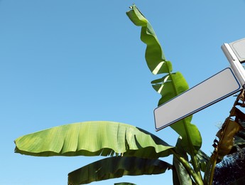 Fresh green banana plants and blank sign board against blue sky, low angle view. Space for text