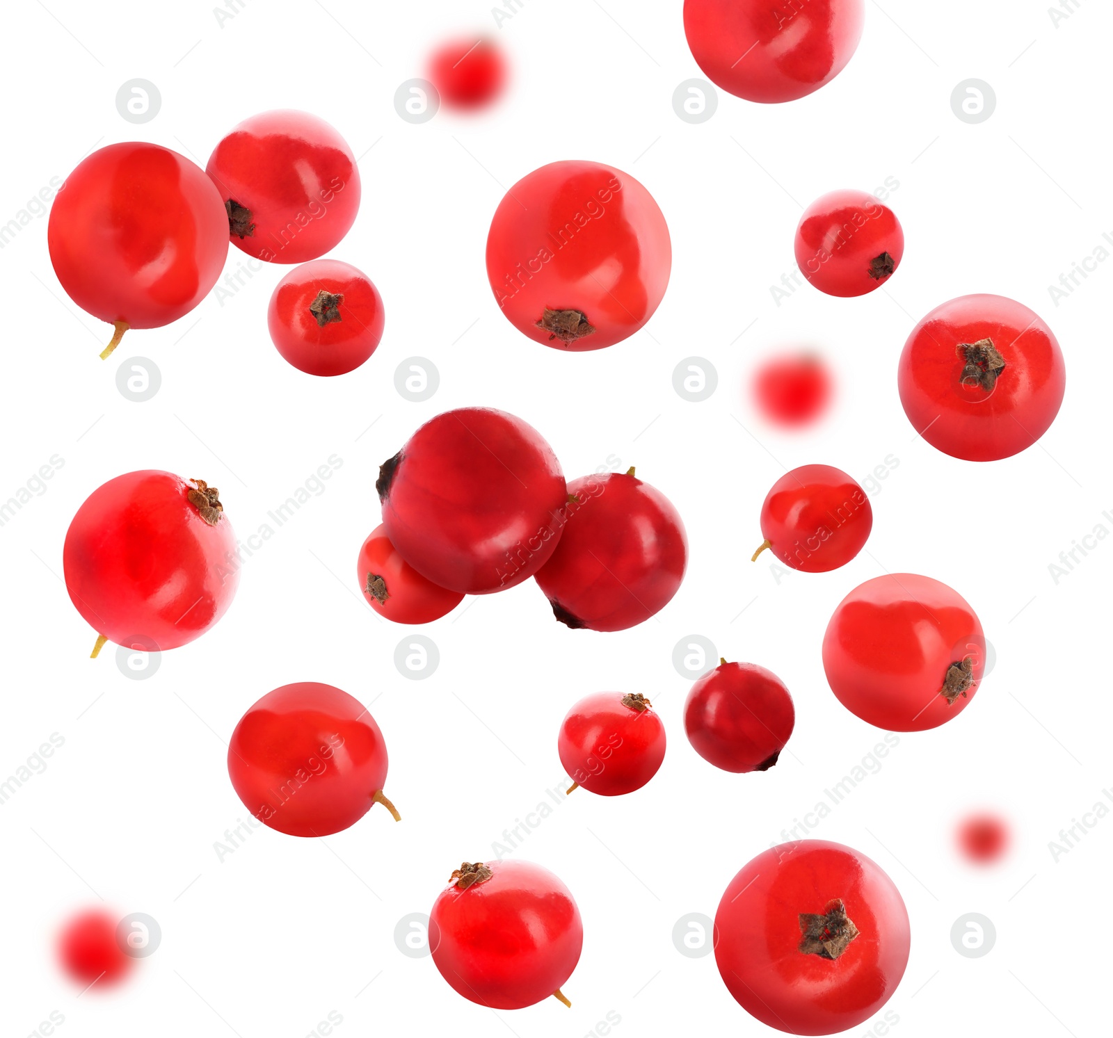 Image of Fresh red currants falling on white background