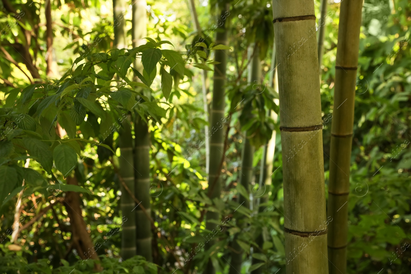 Photo of Beautiful green bamboo plants growing in forest, closeup